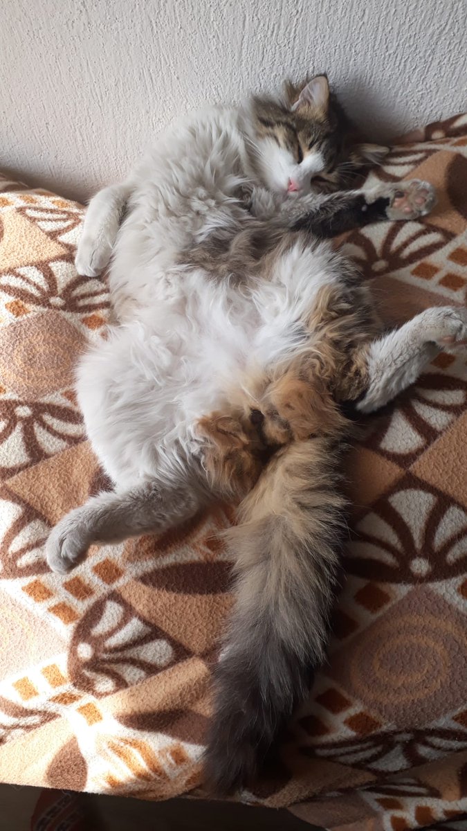 regl agrisindan bacaklarim felc oldu sanarken karsima gecip tasssani gere gere uyumustu orospu