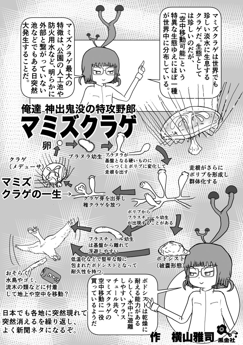 この時期飛んでくる黄砂とともに飛来する、という説もある、空飛ぶクラゲ「マミズクラゲ」回再掲。
#クック先生の動物講座 #クラゲ #お絵かき 