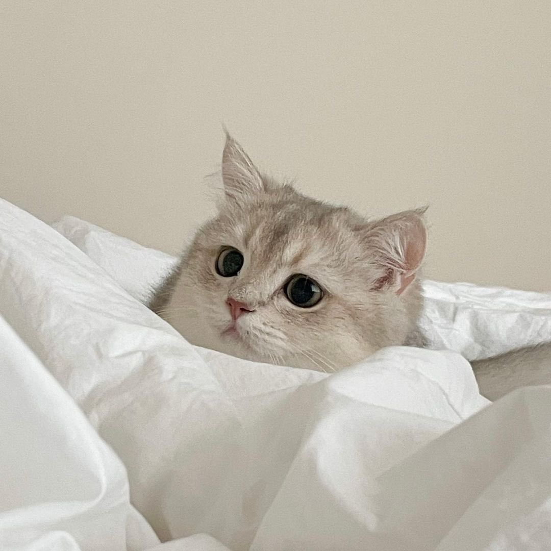 NeedCatInMyLife tweet picture