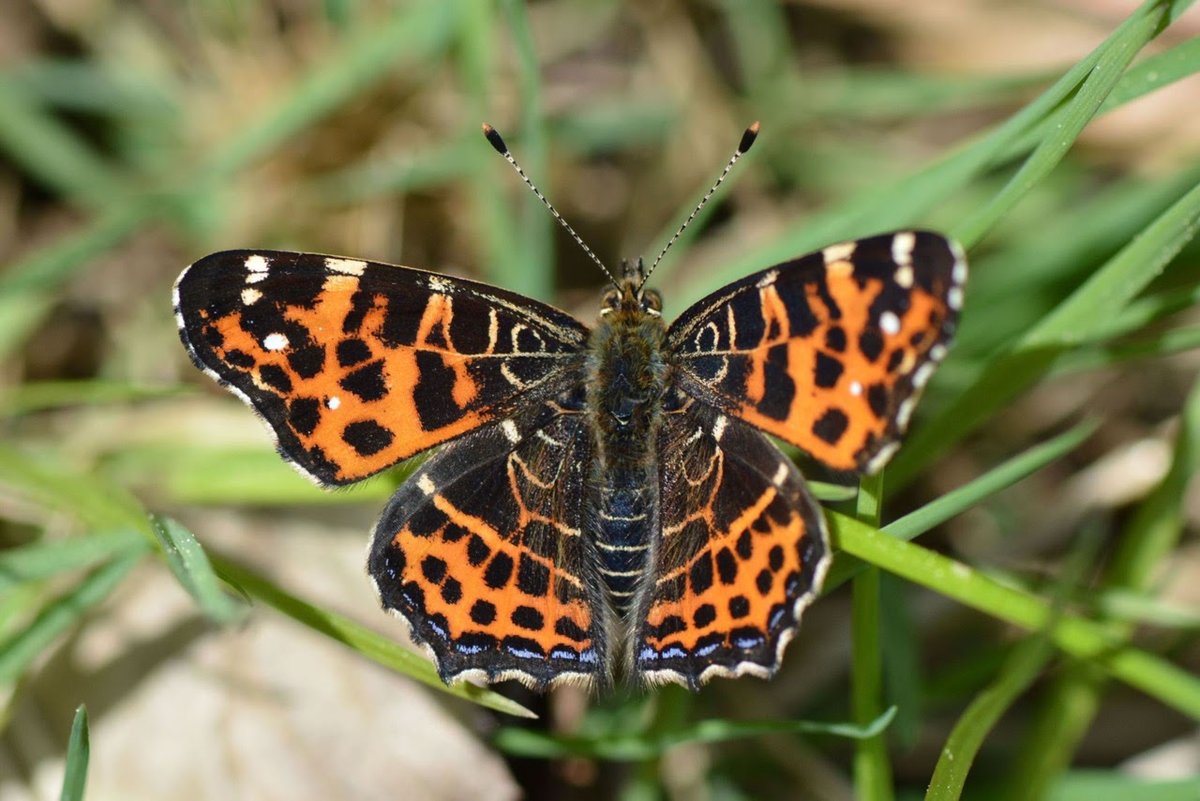 Not Quite Past. tweet media