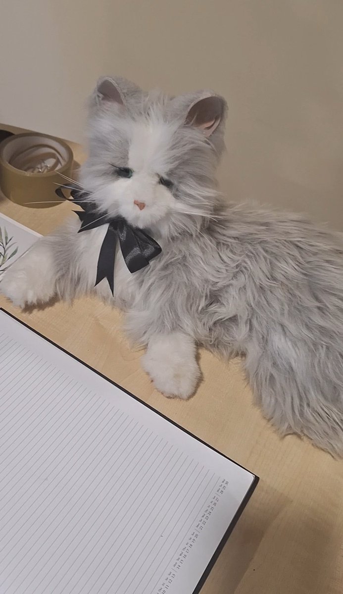 BCM_Funerals's tweet photo. Yesterday, we said goodbye to a much loved gentleman who adored this little robot cat which brought him lots of comfort and joy. Bonnie the cat has also spent this week with him in our chapel of rest at our funeral home. #Cat #kitten #pussy #pussycat #robot #cattoy https://t.co/ovQFJ27dEZ