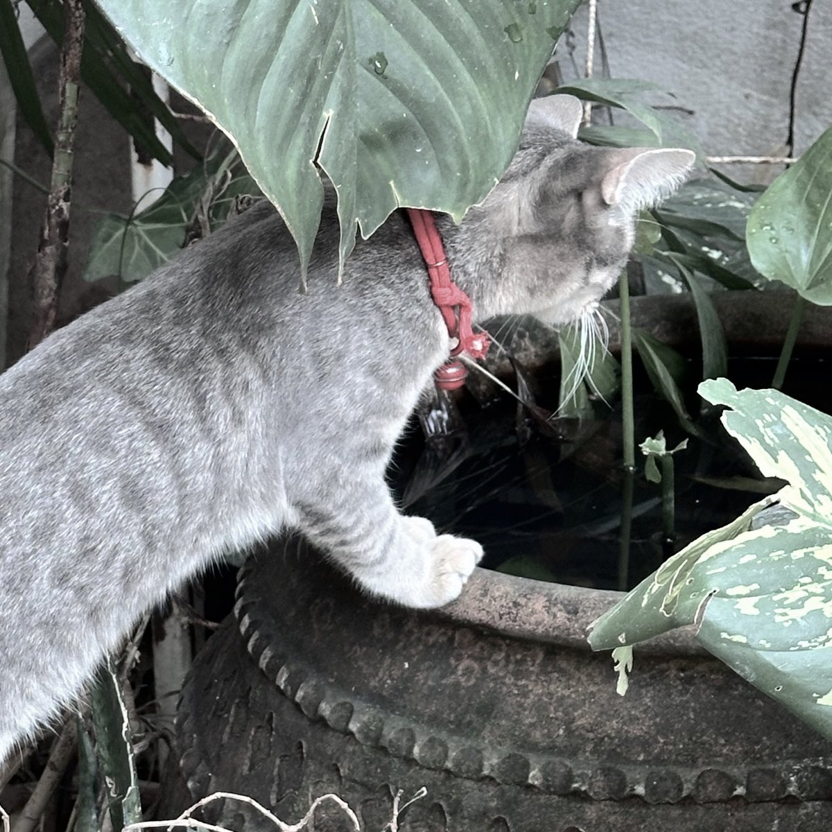 luvmpl's tweet image. little cute things in cnx