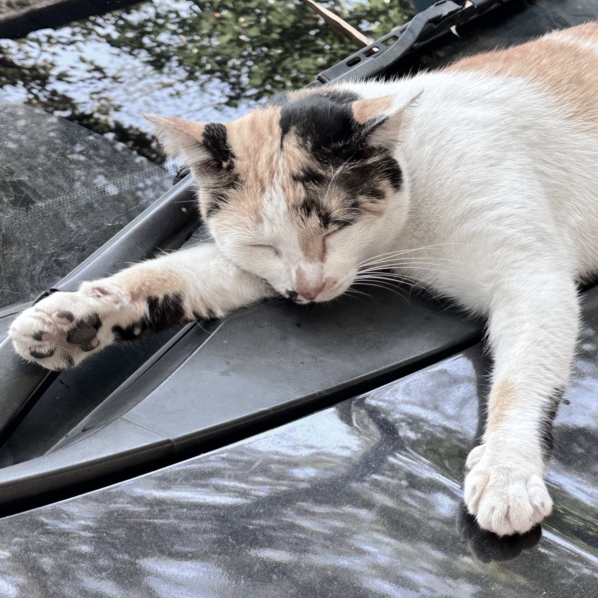 luvmpl's tweet image. little cute things in cnx