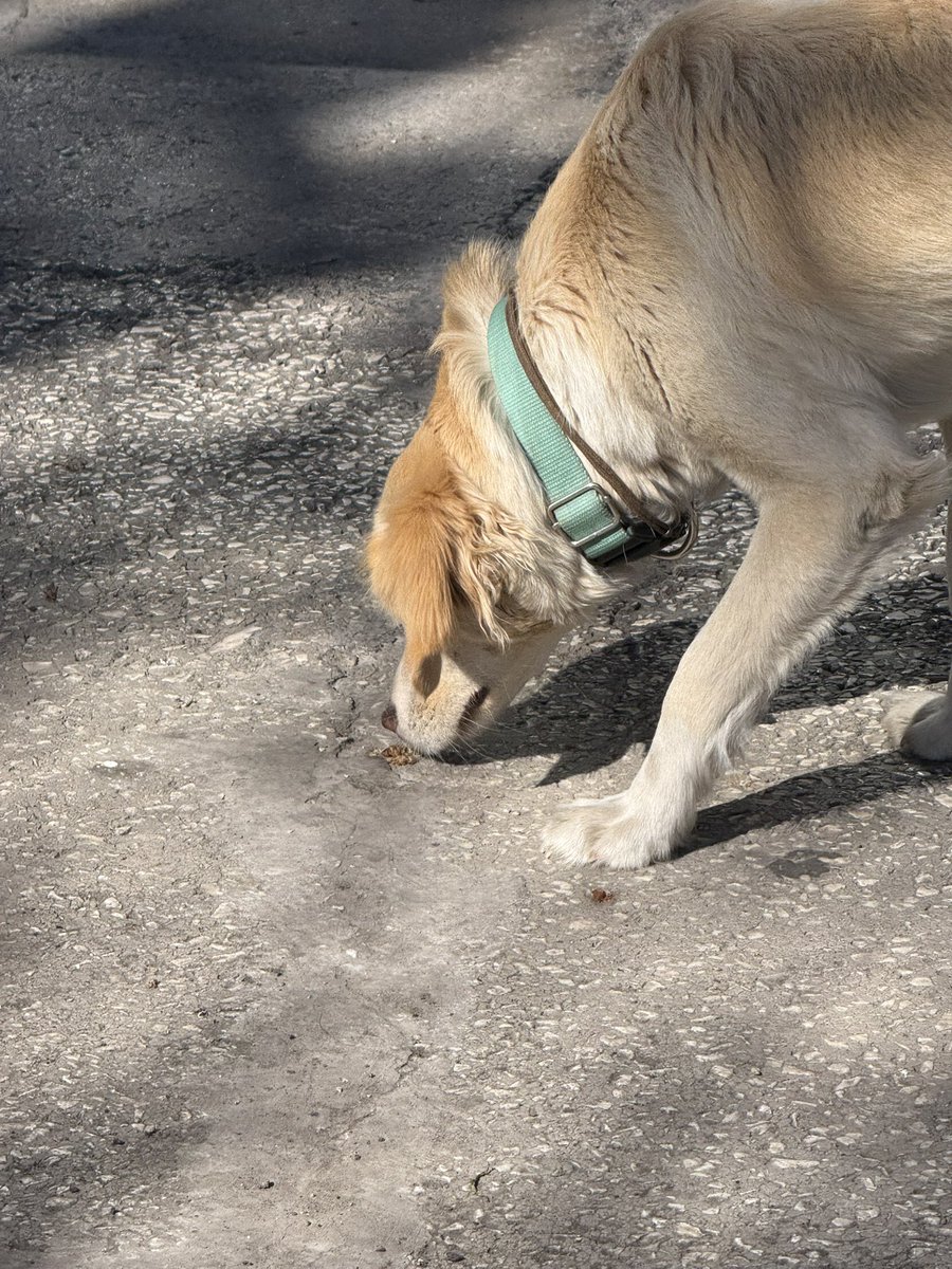 Diyarbakır Ziya Gökalp Lisesi  karşısında dolaşıyor sahipsiz ve aç. #kayıpköpek #kayıp #köpek #diyarbakır #yenişehir