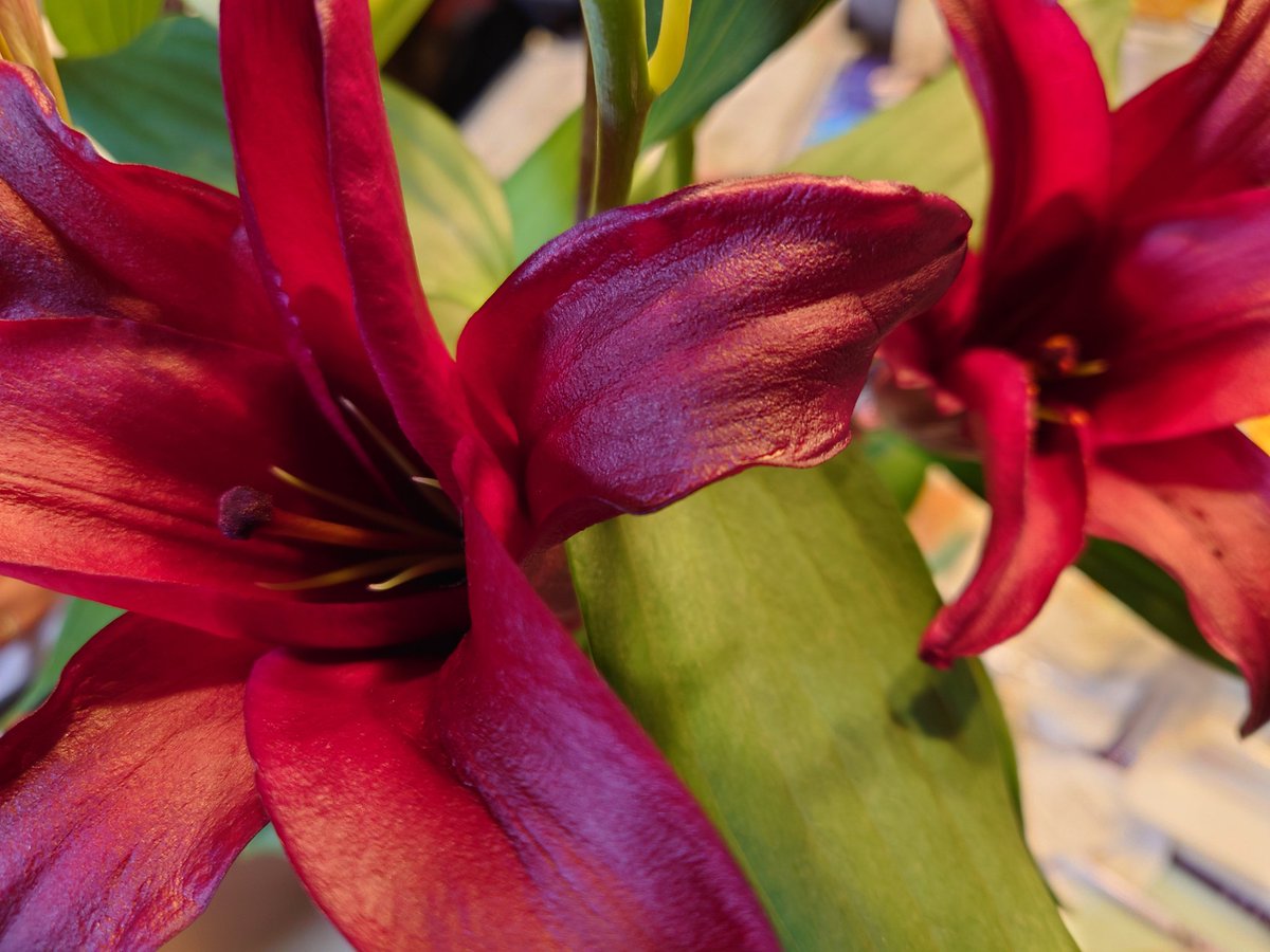 会社帰りのマルシェで手に入れました。天使の八重咲き純白のユリと悪魔の艶っぽい赤の誘惑。