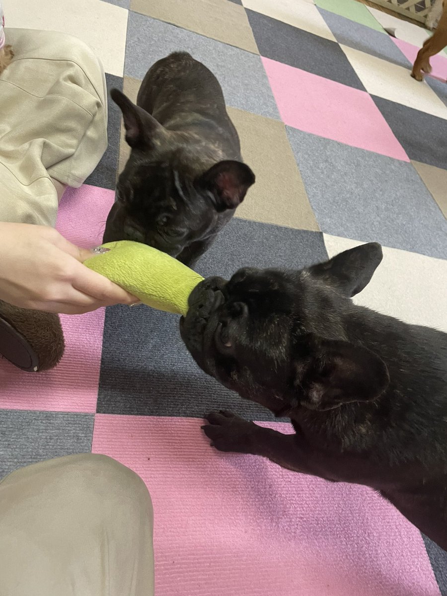 ql4oz's tweet photo. 犬カフェ行って癒されました☺️ https://t.co/qwIQ9ajL86