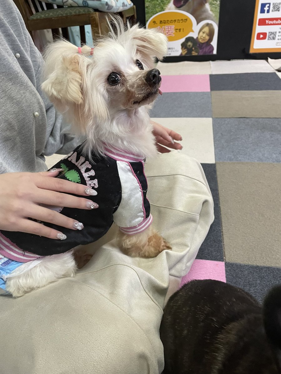 ql4oz's tweet photo. 犬カフェ行って癒されました☺️ https://t.co/qwIQ9ajL86