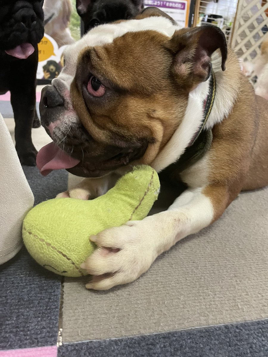 ql4oz's tweet photo. 犬カフェ行って癒されました☺️ https://t.co/qwIQ9ajL86