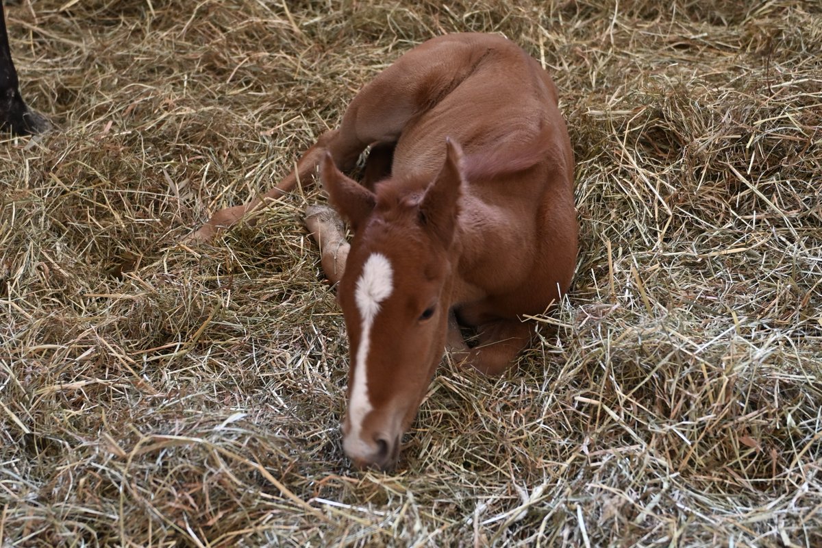 Shark_Tehm1975's tweet image. 2025年生産馬④
父：サリオス
母：ライジングサン
母父：ロードカナロア
牡馬　栗毛

オースミハルカの曾孫になります。改めてハルカの現役時代からそんなに経つんだなぁと感じました。
お父さん譲りの栗毛です。

#鮫川啓一牧場 
＃サリオス産駒
＃ライジングサン
＃オースミハルカ　一族