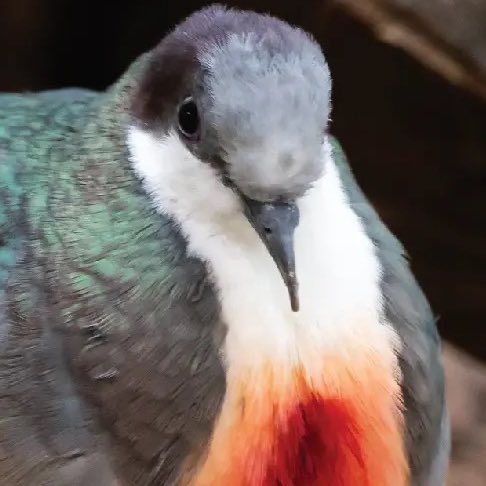 andi_bird