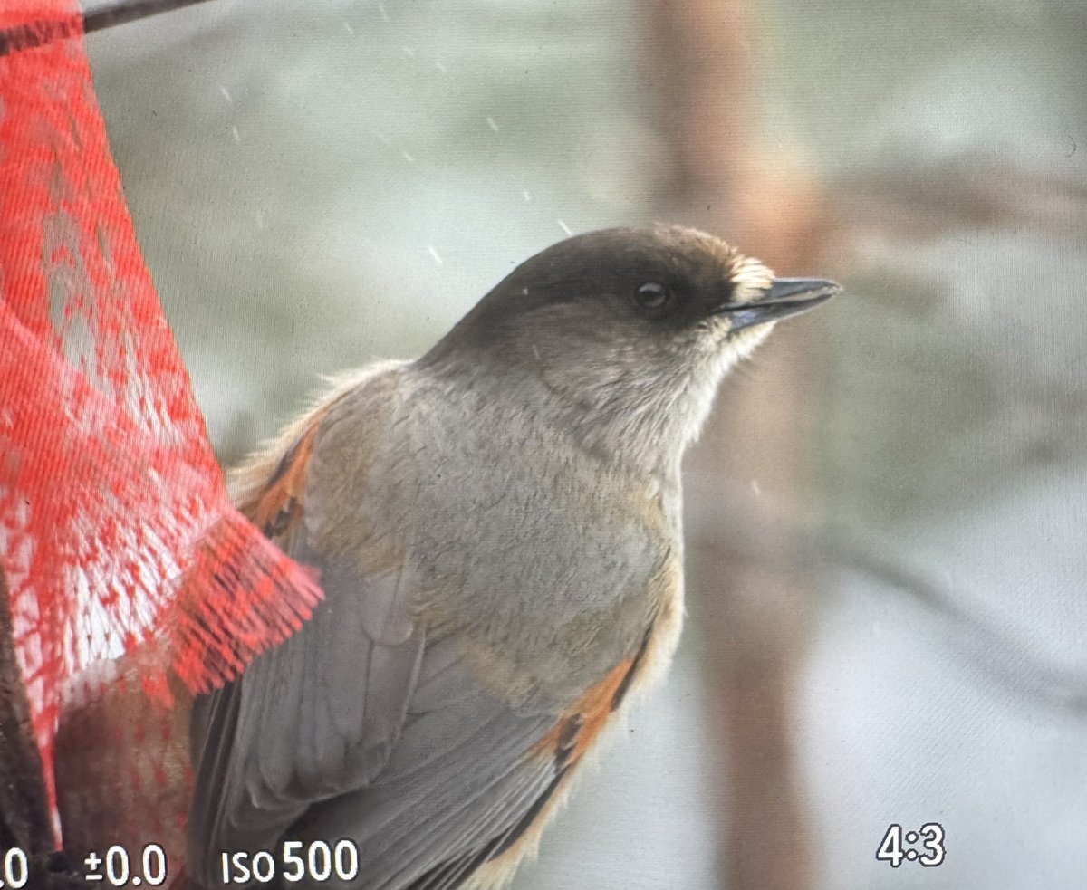 George Gay tweet media