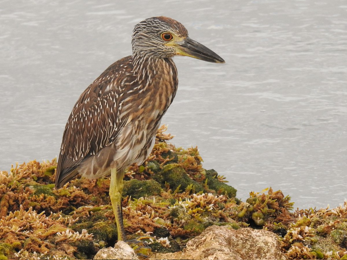 Yellow-crowned Night Herons hunting crabs along the beach near Cotubanamá National Park 🇩🇴 #birding #dominicanrepublicbirding #birds #birdphotography #BirdsSeenIn2025