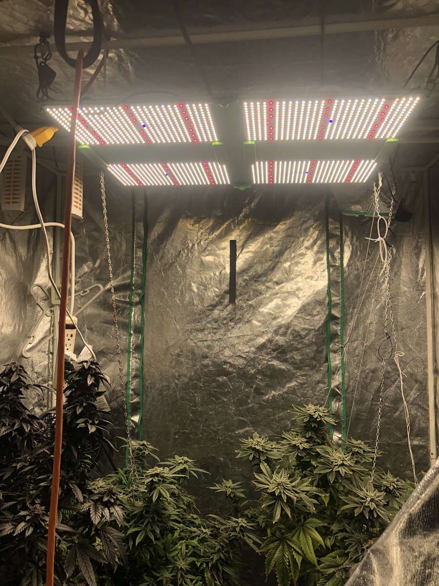 SunnSynn's tweet photo. Single source shit #GrowYourOwn #cannabis #CannabisCommunity papaers with glass tip for the flavor @RAWLIFE247 @rawkandrolling https://t.co/aGTFfmqn1k