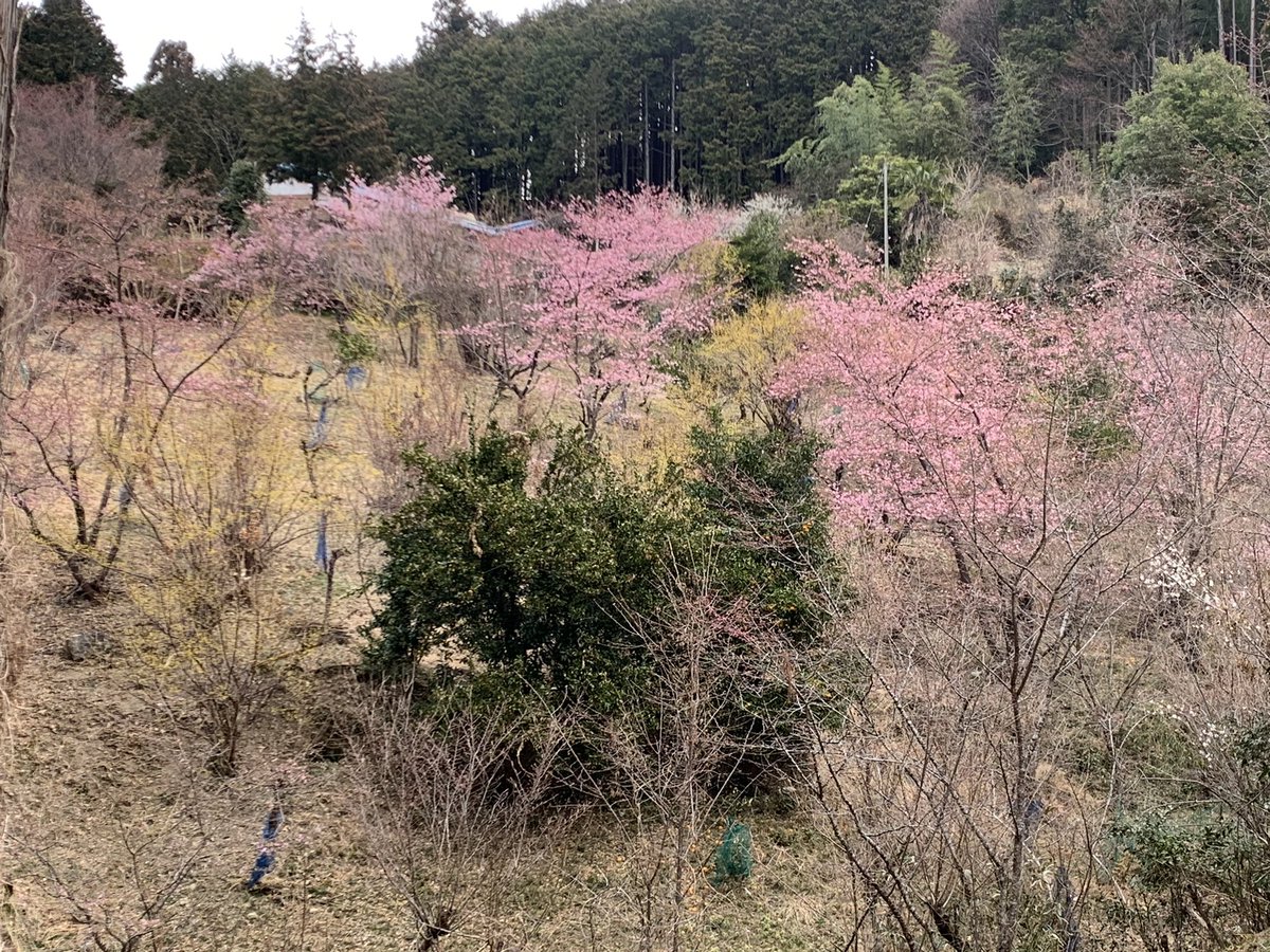 PsSeeker's tweet photo. Have you ever experienced a transformation? That’s how I felt today when I opened my car door and heard the tweets of the uguisu, after driving for over two hours while listening to jazz on my car radio. #東秩父 #堂平山 #笠山 https://t.co/GRqRTSvXrC