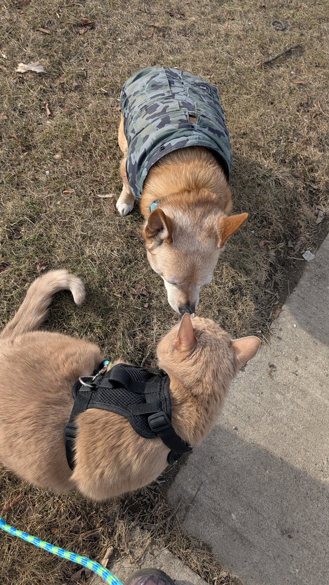 Jaspermonkey1's tweet photo. Me outside with little brother today. https://t.co/WnsMmN8gJc