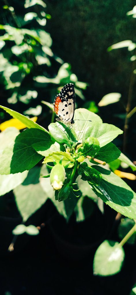sursarangi3's tweet photo. Being positive doesn't mean you don't ever have negative thoughts
It just means you don't let those thoughts control your Life -Unknown

🦋💗

#houseofhasu #harshali #HarshadChopda #Rishabh #BALHPhirse #PranaliRathod #PrarthanaParikh #KumkumBhagya #quoteaboutlife https://t.co/bRiZNPk4Uz