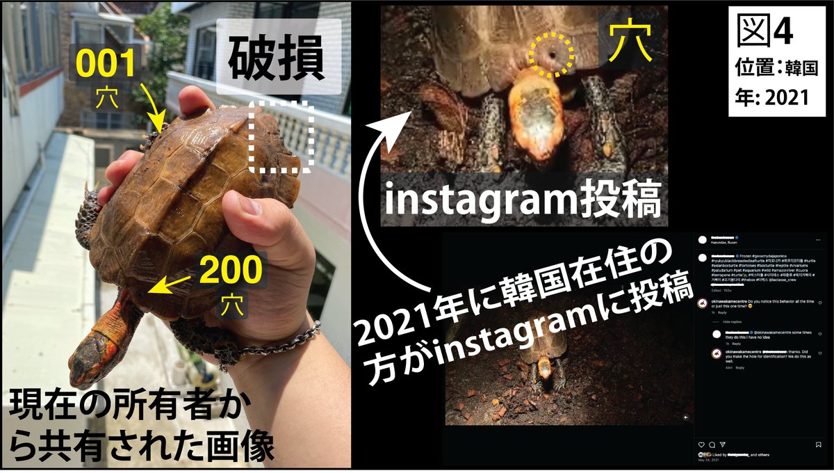 リュウキュウヤマガメの甲羅に標識（マーキング）する方法は密輸された場合にも役立つ

海外で投稿されたこのカメは2002年にやんばるで私たちのチームメンバーによって標識された
SNSで2016年にイタリアで写真が投稿され2021年には韓国で投稿された

甲羅に穴をあける標識により写真で追跡できた
