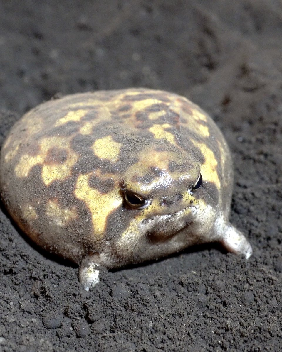 pampermoony's tweet photo. The daily life of a potato-like Rain frog🥔
ジャガイモみたいなアメフクラガエルの日常🥔 https://t.co/zk2SVkeZMd @YouTubeより https://t.co/K50kXqwZPl