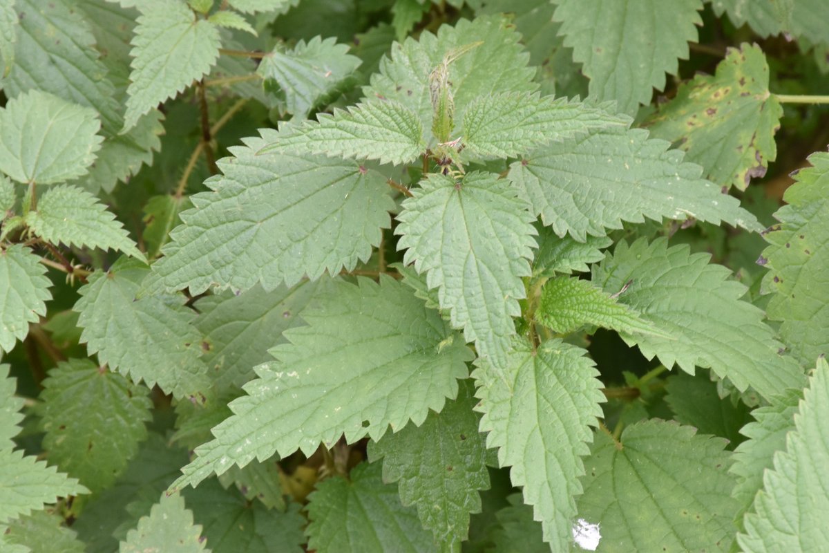 Descobreix la flora de la Vall de Reixac! L'Associació <a href="/FloraCatalana/">Flora Catalana</a>  organitza una sortida a Montcada i Reixac per conèixer la biodiversitat local. No t'ho perdis!
floracatalana.cat/drupal843/node…