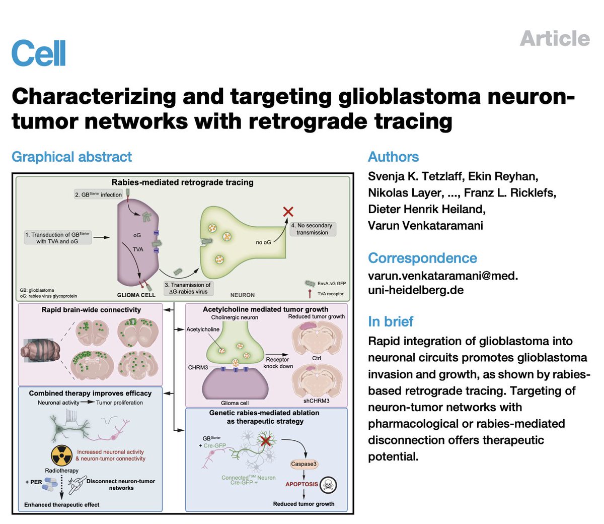 Published in Cell (Jan 2025), Tetzlaff et al. introduce a groundbreaking framework to map and manipulate neuron-GBM networks using rabies virus-based retrograde tracing (Venkataramani lab, <a href="/DKFZ/">DKFZ</a>  German Cancer Research Center).

Emerging evidence positions neuron-GBM networks as