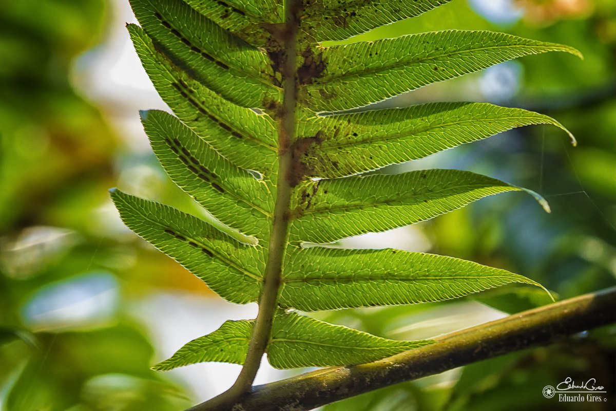 Woodwardia radicans - Enjoy the Weekend 💚