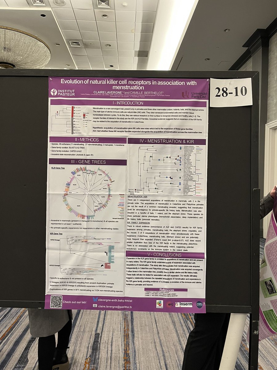 if you’d like to chat about NK cells, menstruation, or gene/trait co-evolution, come check out my poster (P28-10)! i’ll there from 12-1 #AABA2025