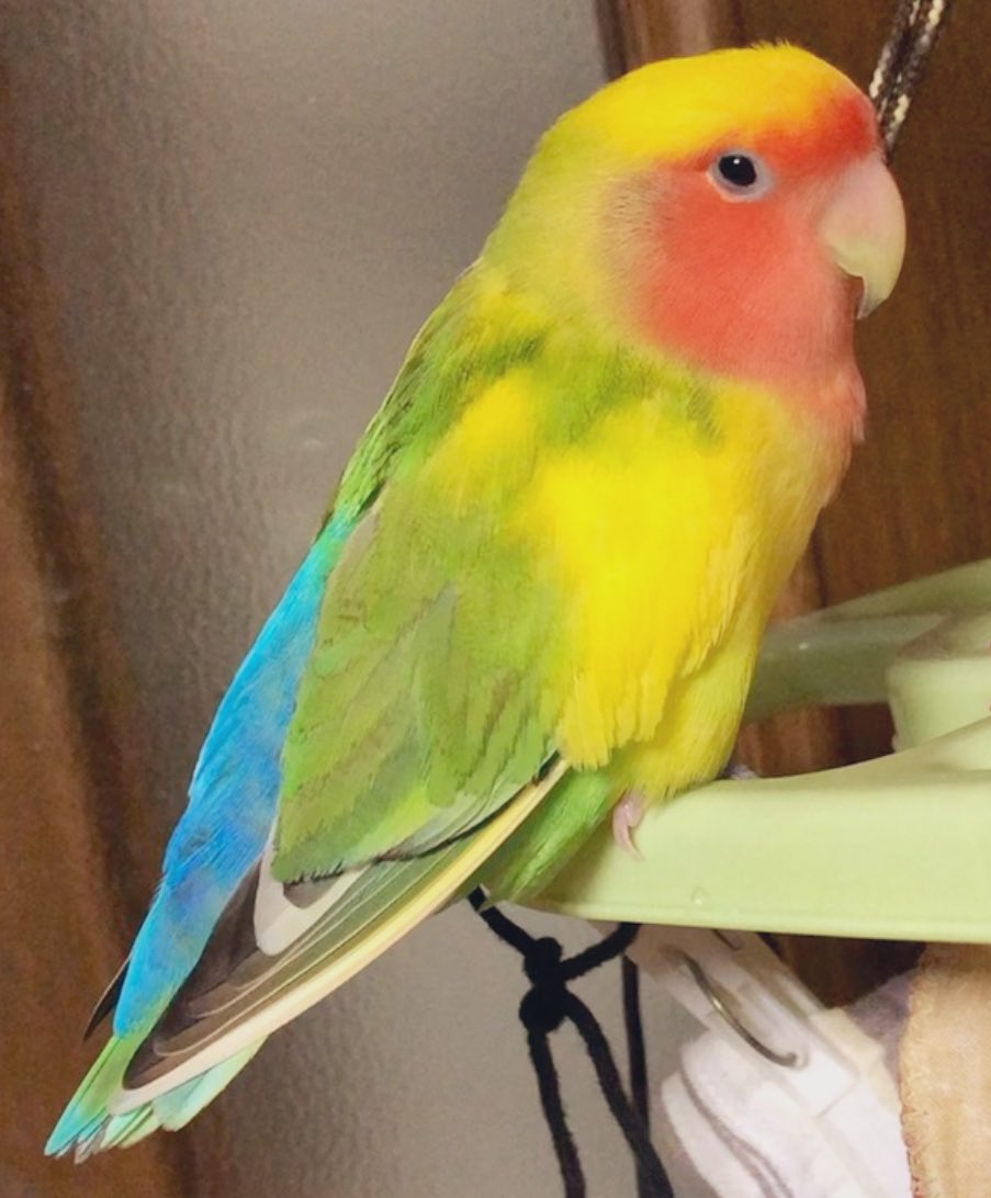 kiirop2024's tweet photo. コザクラインコを探しています🦜
1月15日横浜市鶴見区で迷子にさせてしまいました。
拡散、リポスト感謝です…
本当にありがとうございます🥲
目撃や保護など情報がありましたらお知らせ下さい。よろしくお願いします。

#コザクラインコ #インコ #インコ迷子
#インコ保護 #迷子鳥 #横浜市 #神奈川県 https://t.co/B524x6WTx6
