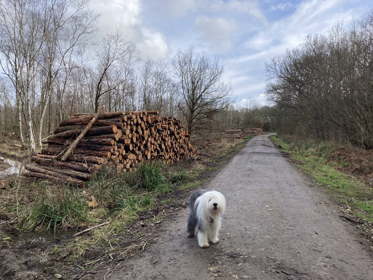 caniscausa's tweet image. The tree thieves are at it again!! 🌲🪓🪵 #logging