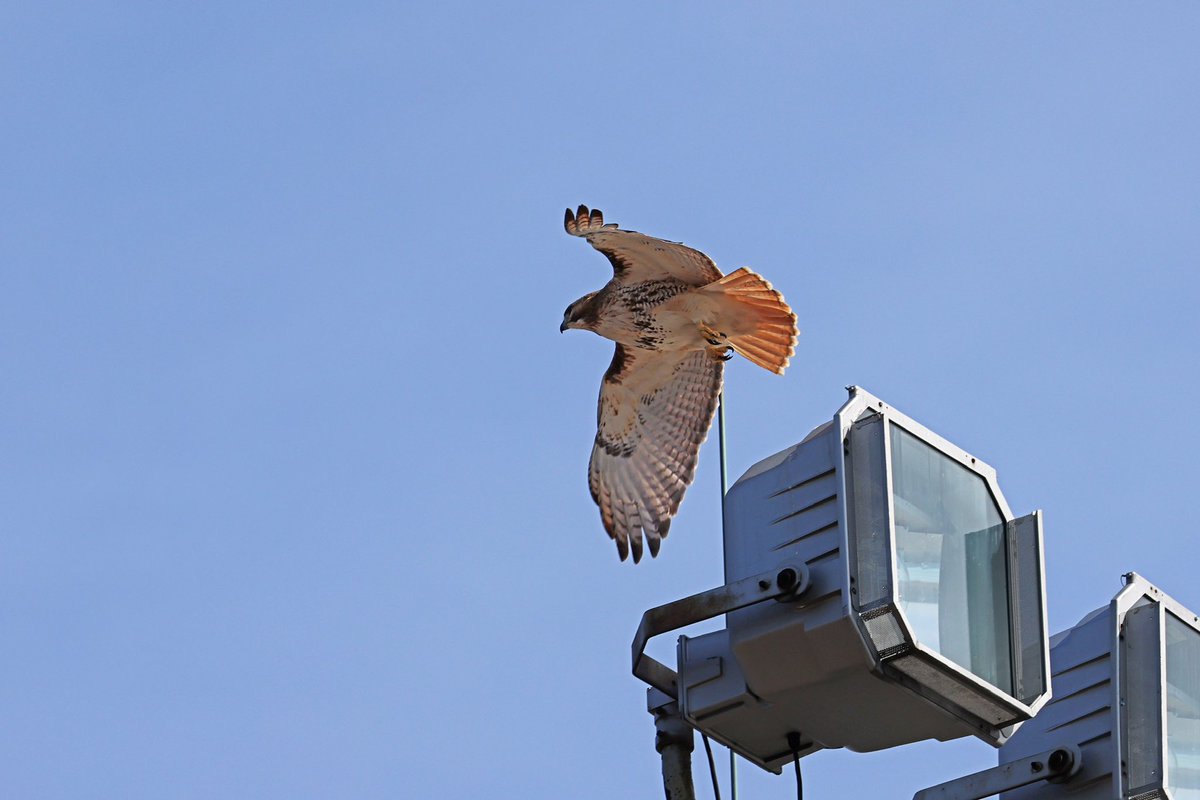 LeoPM20's tweet photo. #redtailed #hawk #redtailedhawk #wildbirdphotography #wildelife #raptor https://t.co/bUuvcwNhA9