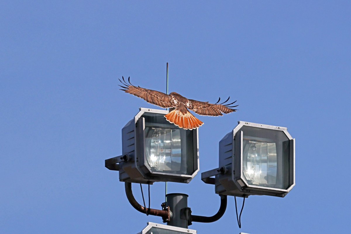 LeoPM20's tweet photo. #redtailed #hawk #redtailedhawk #wildbirdphotography #wildelife #raptor https://t.co/bUuvcwNhA9
