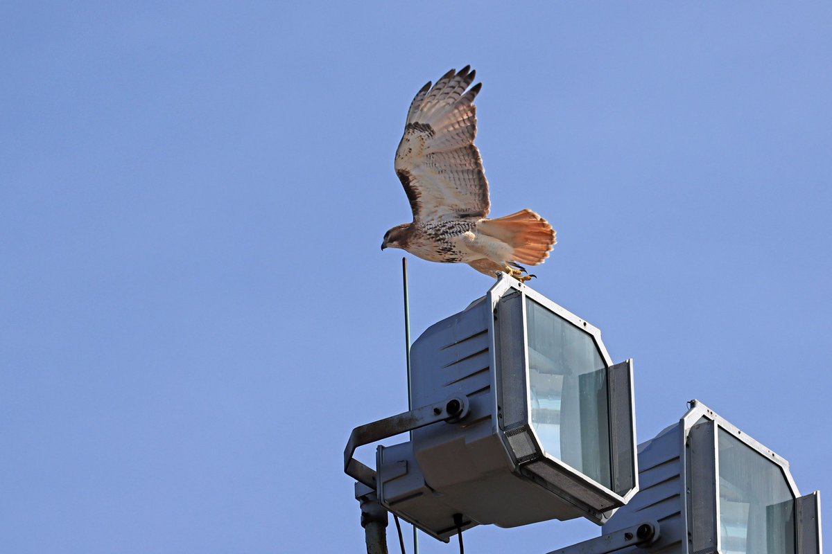 LeoPM20's tweet photo. #redtailed #hawk #redtailedhawk #wildbirdphotography #wildelife #raptor https://t.co/bUuvcwNhA9