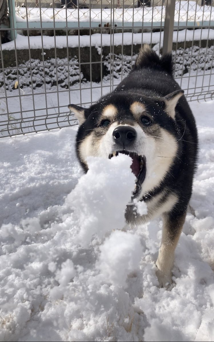 ぽんぽんポン助 (@ponpon_PONSUKE_) / Posts / X