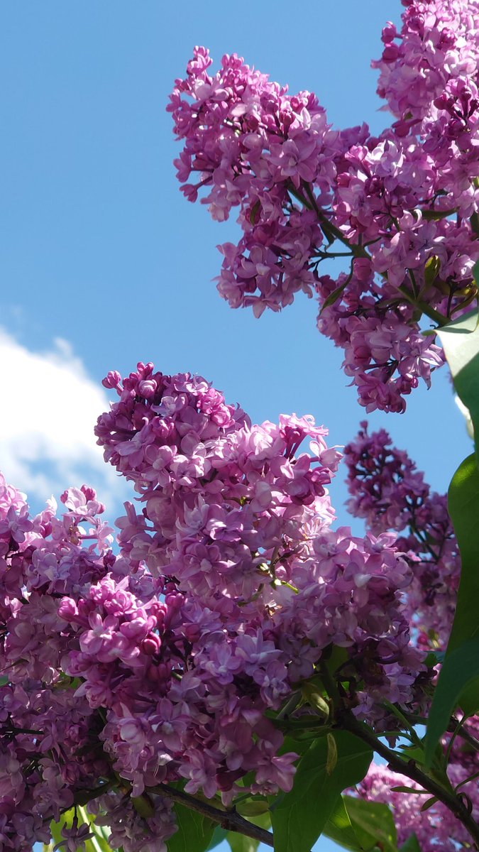 pvertigoweb's tweet photo. Do you like lilac?
#picturesYouCanSmell #lilac #spring https://t.co/z06p1IgS4G