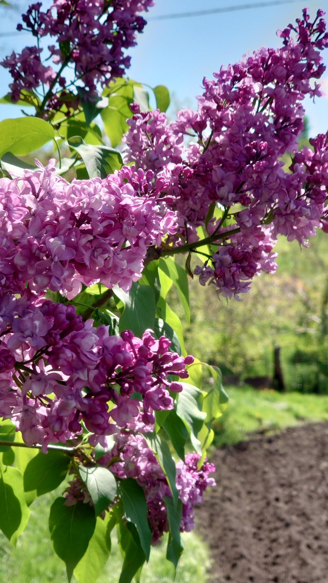 pvertigoweb's tweet photo. Do you like lilac?
#picturesYouCanSmell #lilac #spring https://t.co/z06p1IgS4G