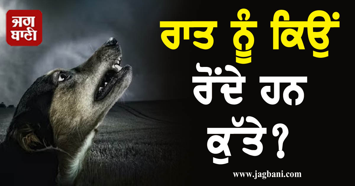 JagbaniOnline's tweet photo. ਅੱਧੀ ਰਾਤ ਨੂੰ ਕਿਉਂ ਰੋਂਦੇ ਹਨ ਕੁੱਤੇ ? ਕੀ ਹੈ ਇਸ ਦੇ ਪਿੱਛੇ ਦਾ ਅਸਲ ਕਾਰਨ
https://t.co/PJ9YkWPDpZ
#Lifestyle #Jagbani #Night #Nighttime #Dogs #WhyDoDogsCry #ReasonBehind #Secret #WhatistheaReality https://t.co/U6QfQ24fHZ
