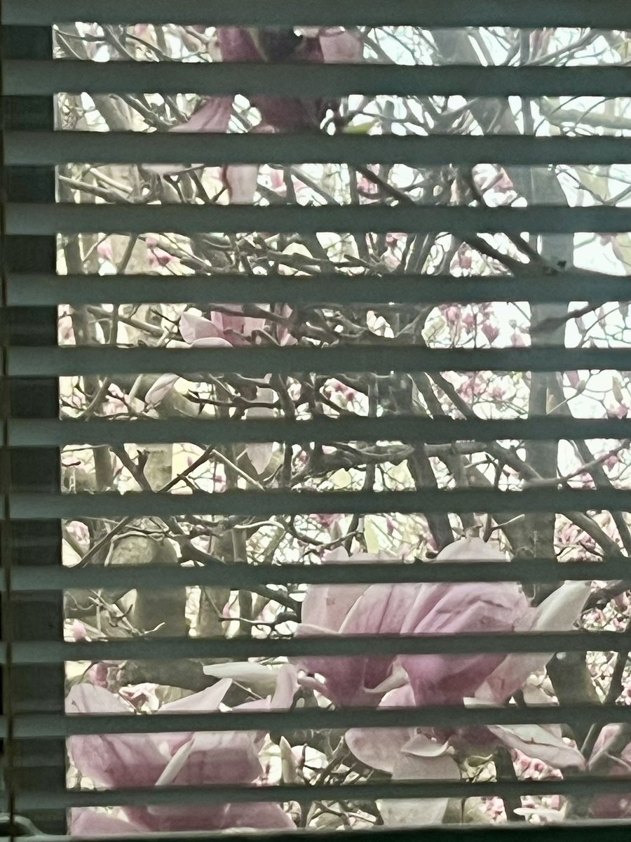 GentryTrotter's tweet image. Good morning! I texted a lot of friends last night whose families were in the basements due to sheets of hail, rain, and HIGH winds. I only lost much of my magnolia blooms. My thoughts go out to the tornado &amp;amp; high wind victims. #WeekendCleanUp