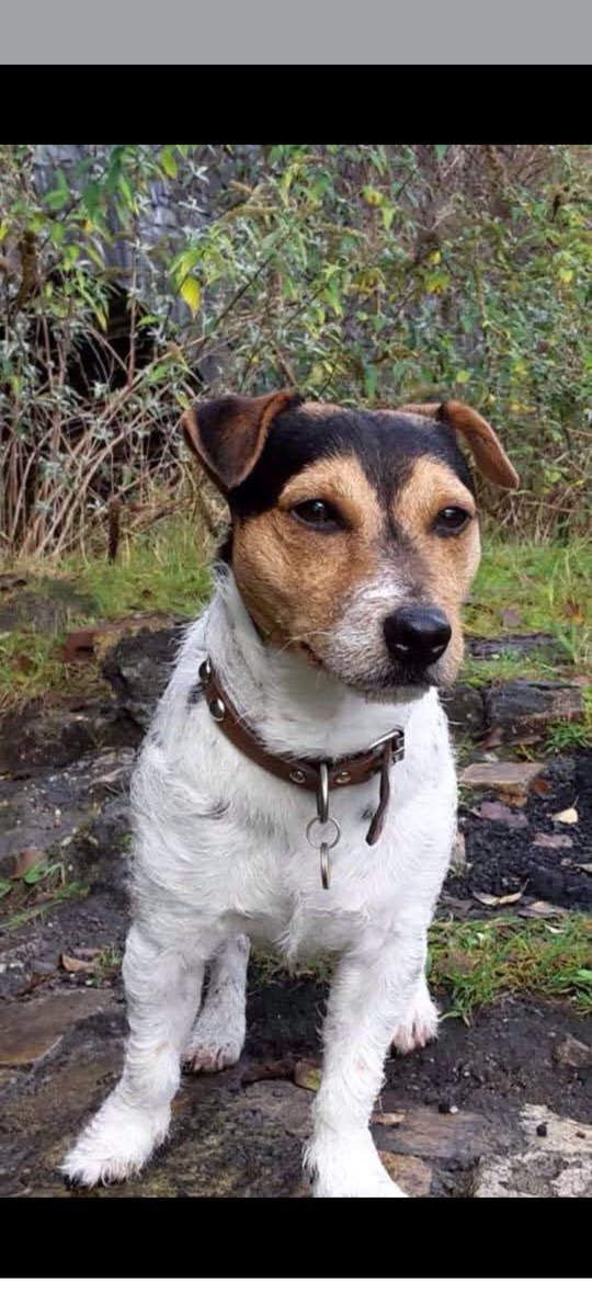 Mark Cullen tweet media