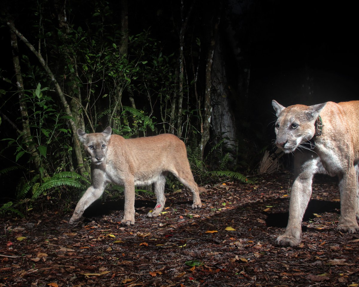 FLStateParks's tweet image. 🐾Connect to Wild Florida
The Florida Panther is a living testament to the importance of the Florida Wildlife Corridor, which includes 75 state parks crucial for preserving their habitat. Let’s ensure the survival of these majestic cats by protecting the corridors they rely on.…