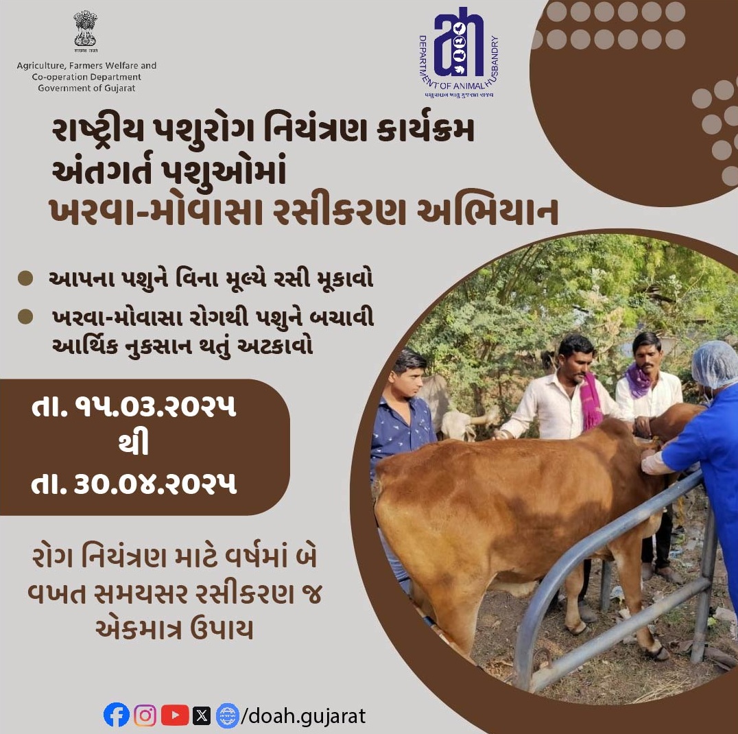 DDAHMehsana's tweet photo. તા. ૧૫/૦૩/૨૦૨૫ થી તા. ૩૦/૦૪/૨૦૨૫ સુધી રાષ્ટ્રીય પશુરોગ નિયંત્રણ કાર્યક્રમ અંતગર્ત પશુઓમાં ખરવા-મોવાસા રસીકરણ અભિયાન હેઠળ આપના પશુઓને ખરવા મોવાસાની રસી મુકાવી પશુઓમાં ખરવા મોવાસા થતો અટકાવો.
#NADCP
#DPMehsana
#FMDCP
#Vaccinationcampaign 
@ddo_mehsana @CollectorMeh @DoahGujarat https://t.co/PG7HuMq9W9