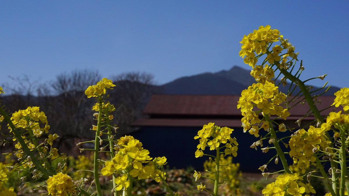 Mellows2011's tweet photo. #SpringColors
#SpringFlowers
#MiddleOfMarch
#菜の花のキイロ
🌿🌱 https://t.co/SdzX2Qx3x3