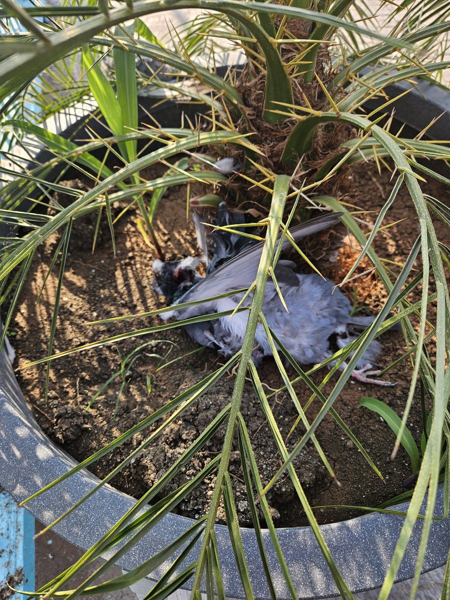 NotaniDinesh's tweet photo. @DrMohanYadav51 Aise pakshi  birds marke gamloe pade hai cigerrete ke packet beer ko bottle ye vip wo nahi jiske aapne ya humne kalpana ki, sirf Bmc nahi log bhi shayad nahi chahte bhopal ko sundar aur sach bannane me https://t.co/pvq2zauL2M