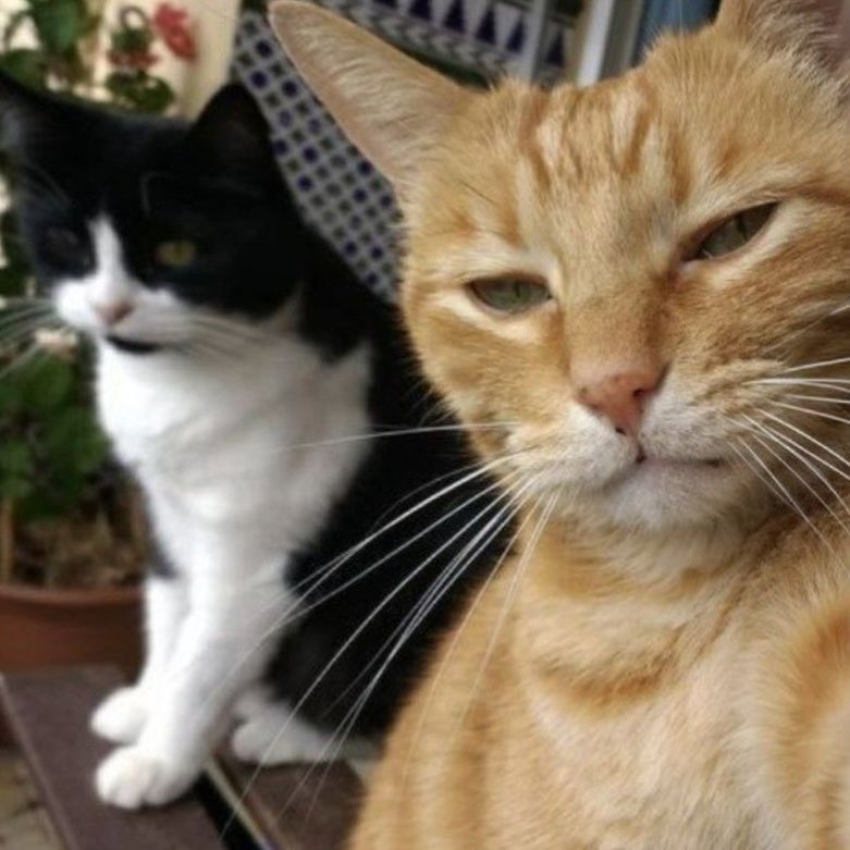 baeksooarchives's tweet photo. meow https://t.co/OvJh5T7ysp
