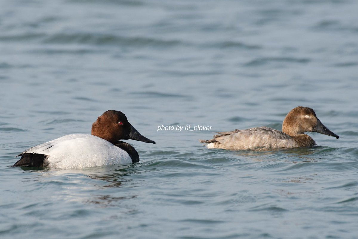 hi_plover's tweet photo. 4月から大学院に進学し、海鳥の研究を続けることになりました。
鳥見の頻度は減りましたが、のんびりと鳥を眺める時間をつくれたらと思います。

写真はいつかの道東から。 https://t.co/iuLte0hLkH