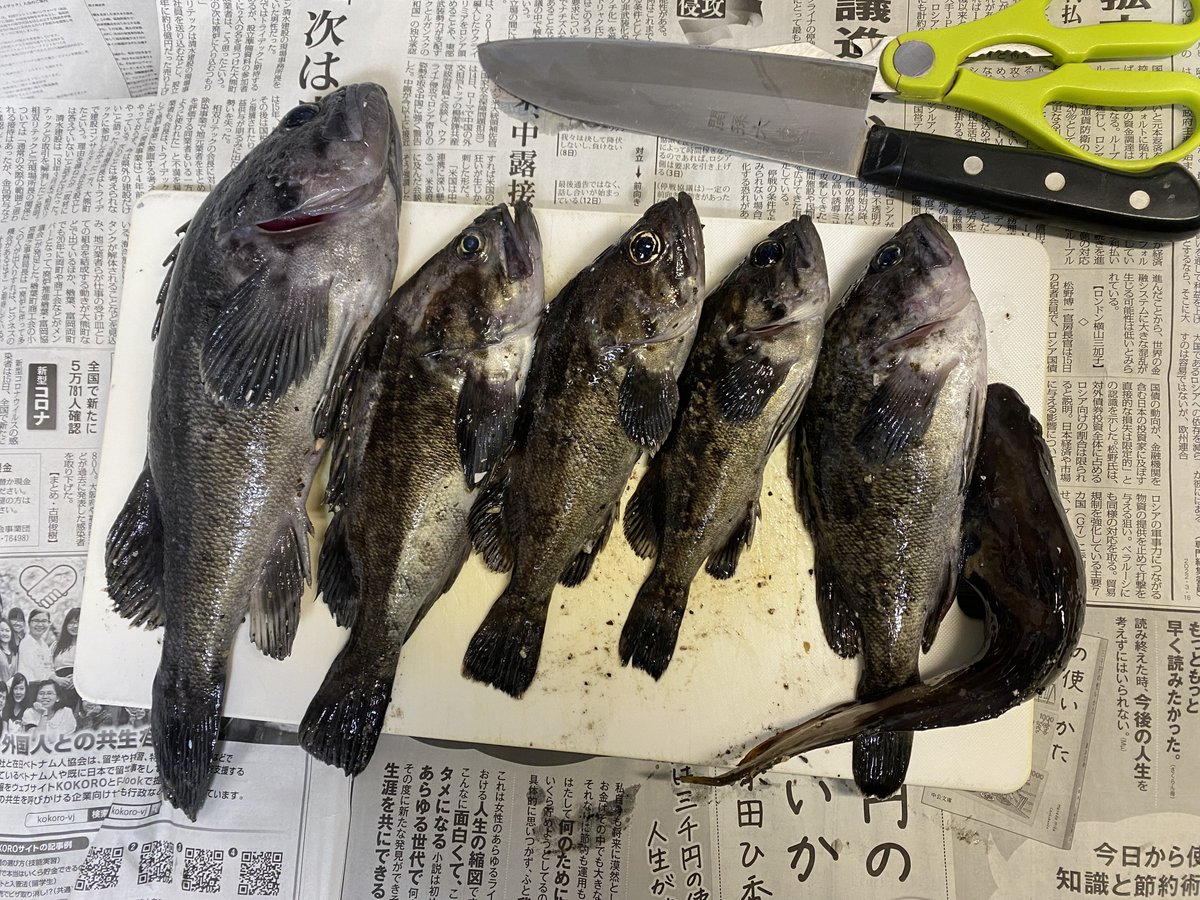 jumptiptiptipti's tweet photo. 夕方までの2時間で楽しませてもらいました😁
#北海道　#穴釣り　#pr100  #サグリスト https://t.co/S7rFW4ZdC9