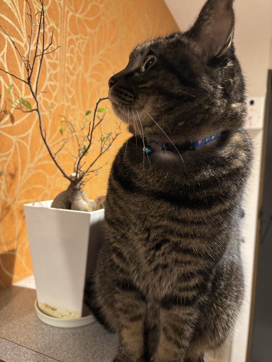 tomtom36565's tweet photo. なんか見える!!!👀

#cat
#猫
#ねこ
#ネコ
#グレンジャー
 #life with my cat
#猫との日常
#healing time
#癒しの時間
#猫好きさんと繋がりたい https://t.co/SzW2WELpAB
