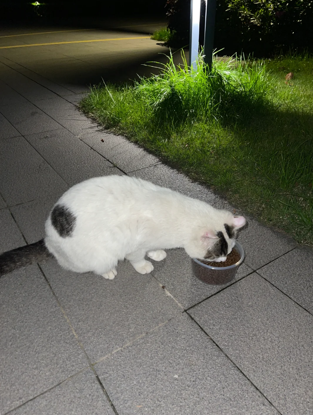 猫を捨てる人が嫌いなんです