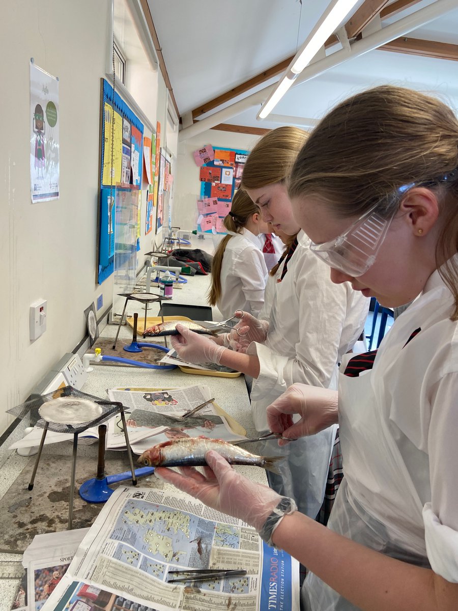 WestbourneHse's tweet image. Year 8 children dissected a fish at breaktime in order to learn more about its internal organs and the way its body worked. What a way to end Science Week!

#britishscienceweek #bsw25 #STEMresources #changeandadapt #WestbourneWay #WestbourneHouse #sussexschool #chichester