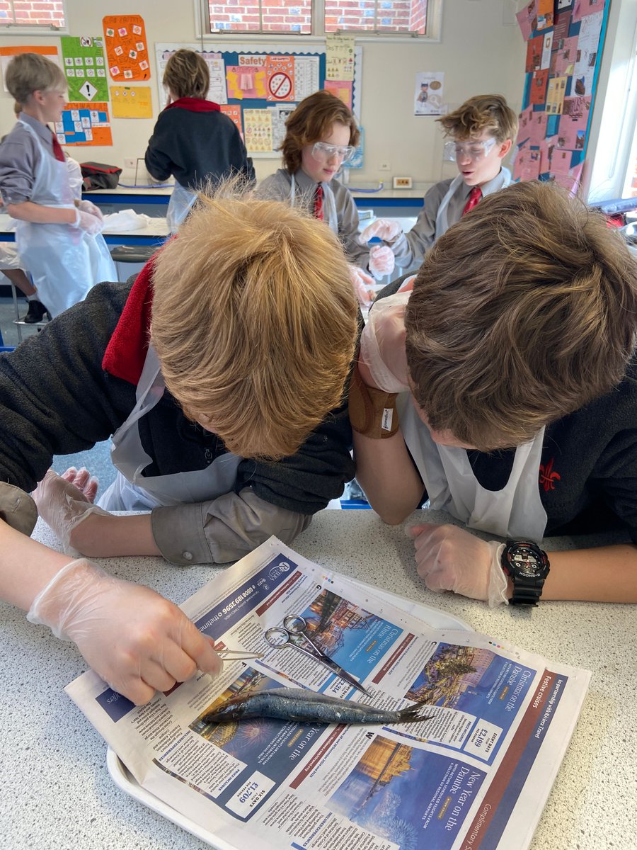 WestbourneHse's tweet image. Year 8 children dissected a fish at breaktime in order to learn more about its internal organs and the way its body worked. What a way to end Science Week!

#britishscienceweek #bsw25 #STEMresources #changeandadapt #WestbourneWay #WestbourneHouse #sussexschool #chichester