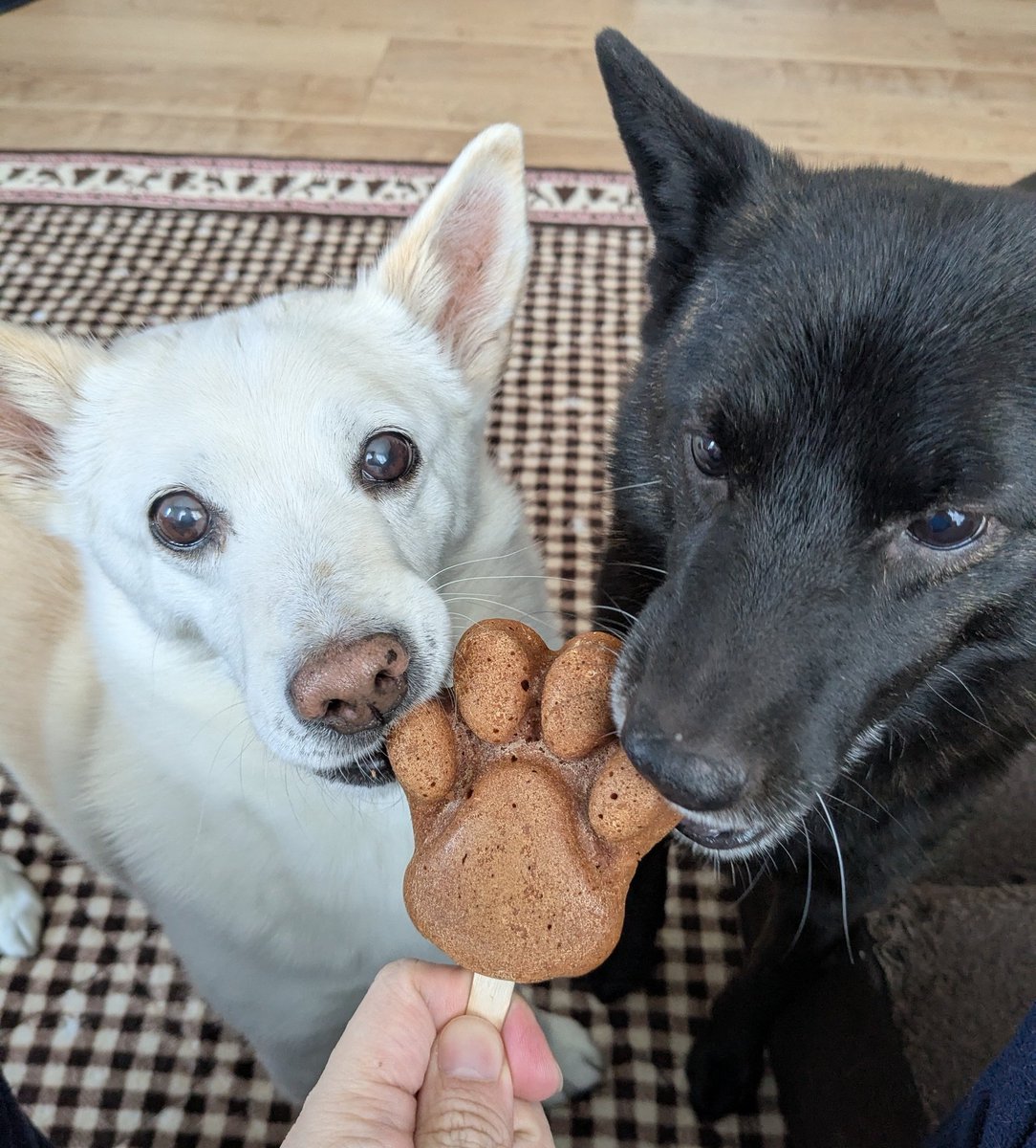 S68638311's tweet image. とっても美味しかったようで！
あっという間に食べちゃいましたぁ✨

#ミックス犬きなこ（長女）
#甲斐犬もなか（次女）