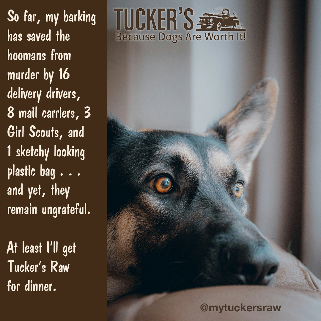 MyTuckersRaw's tweet photo. Dogs are ever vigilant, and we are so ungrateful for everything they do for us. We don't deserve them. That's why we feed them Tucker's raw frozen and freeze-dried because they're worth it!

#dogfood #petsarefamily #rawfeddog #rawfed #rawfeeding #rawdogfood #wefeedraw #worthit https://t.co/S4oMcGPvPX